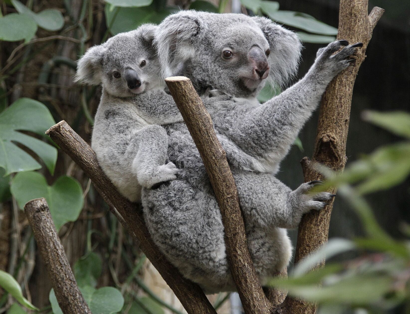 Germany Zoo Koala